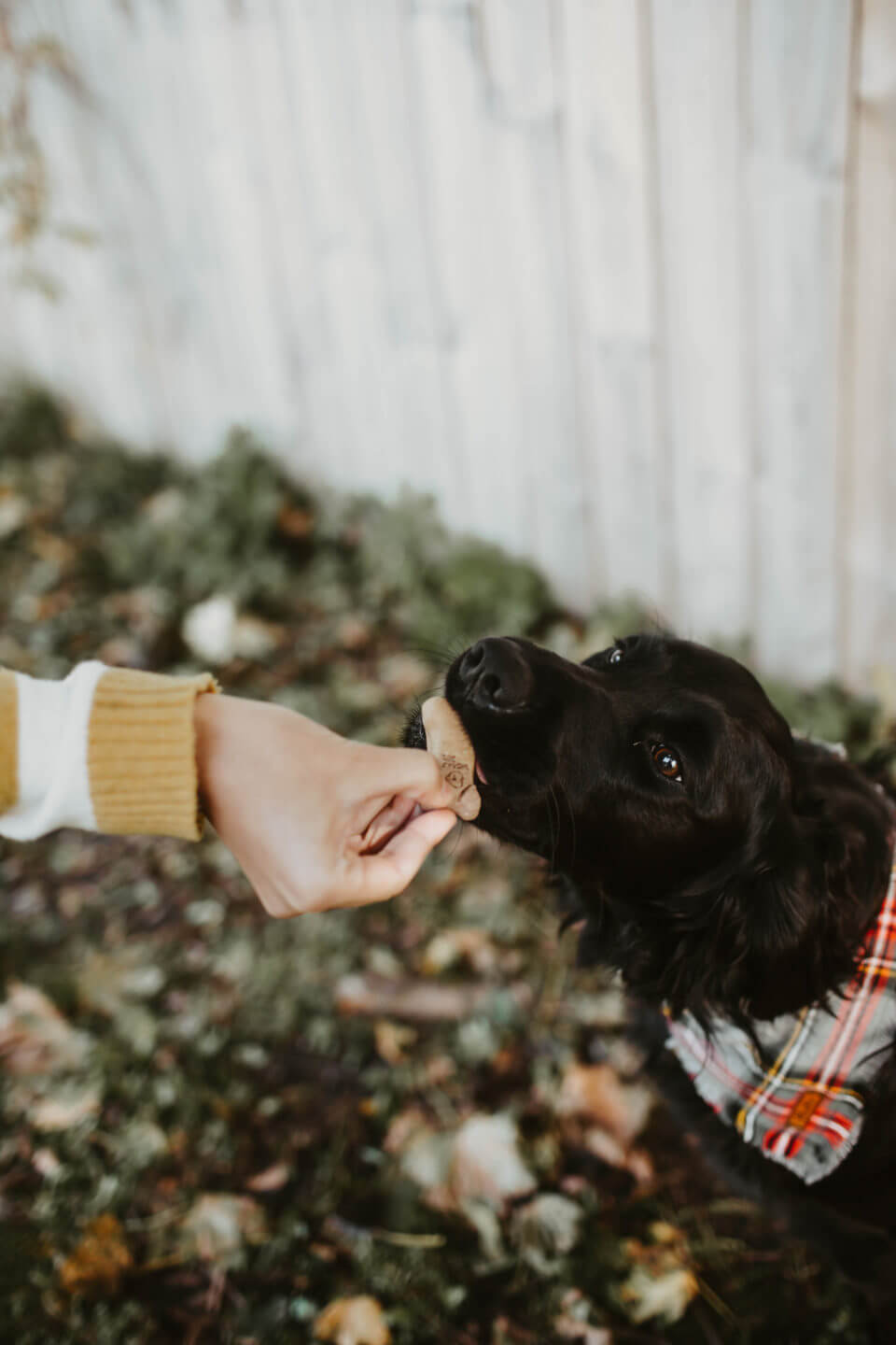 Giving dog treat to dog