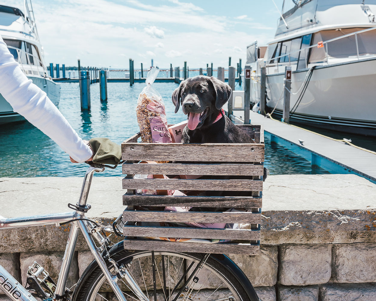 Caramel Corn and Puppy riding in a bike basket on Mackinac Island